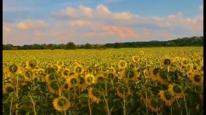 ФУТАЖИ ДЛЯ МОНТАЖА. Поле подсолнухов на закате.