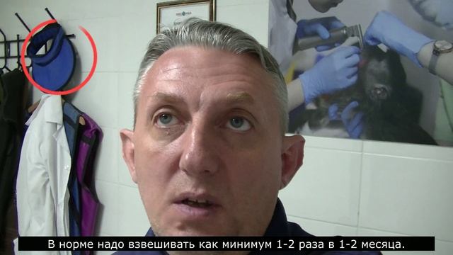 Зачем надо взвешивать птицу. смотреть онлайн