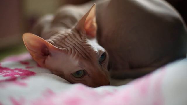 дз перебивки смотреть онлайн