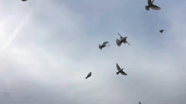 Выпуск Белых Голубей смотреть онлайн