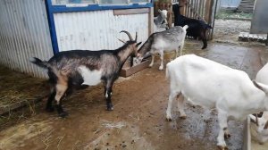 ?Удаление рогов резинками взрослой козе?