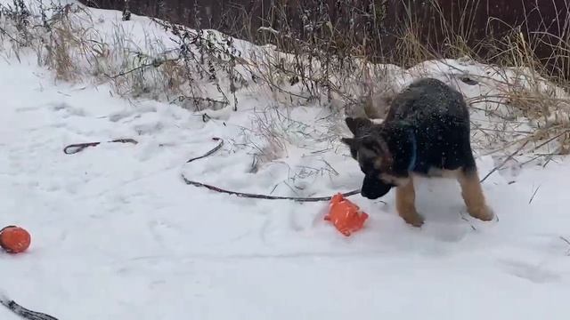 ПРОДАЕТСЯ! Только в выставочные руки в г. Киров! смотреть онлайн