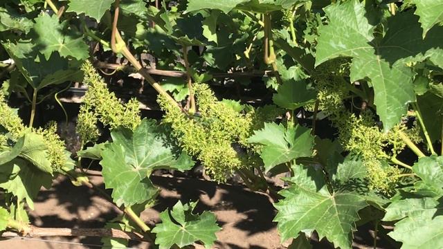 Виноград Арамис - кто хорошо ест, тот лучше всех цветёт!