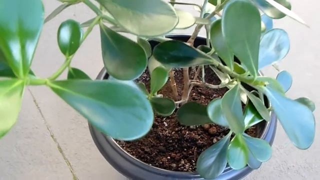 Clusia Rosea - Autograph Tree