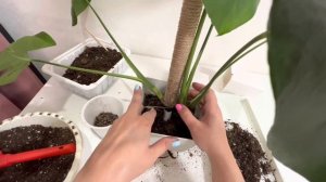 Когда и какая опора нужна МОНСТЕРЕ