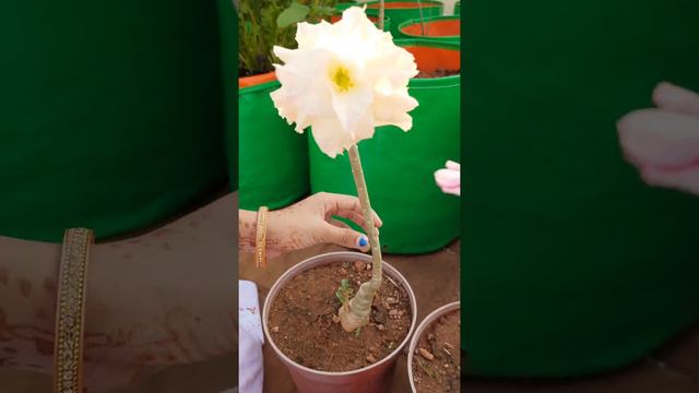 Adenium care by aameena смотреть онлайн