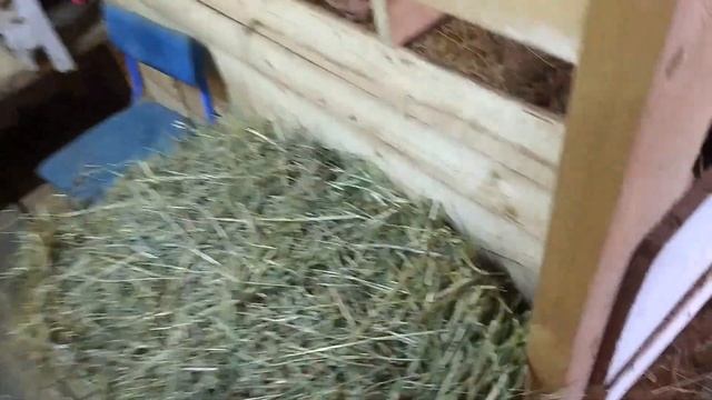 Управляюсь в сарае ,котные козы с повадками козла и немного о состоянии Айвы. смотреть онлайн