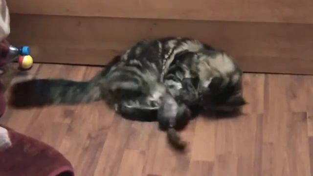 Боевые коты .Battle cats смотреть онлайн