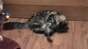 Боевые коты .Battle cats