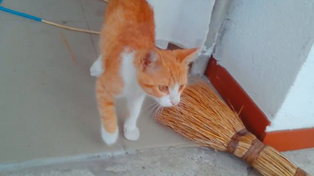 Рыжий котёнок! УРА, 10 ПОДПИЩИКОВ! смотреть онлайн