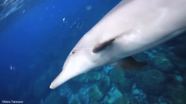 Дельфины поют смотреть онлайн