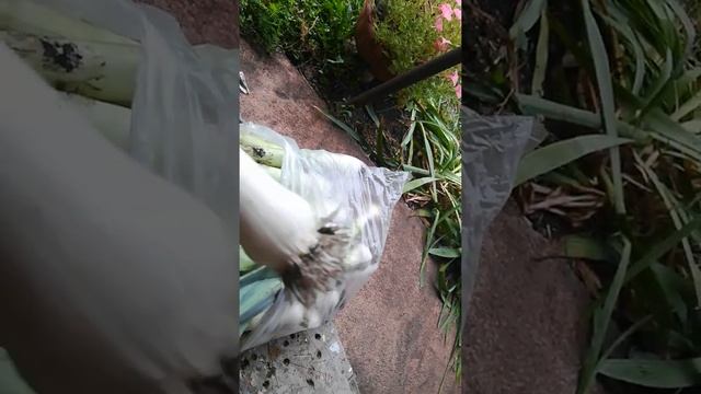 Домовая Кулинария