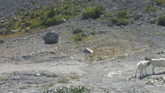 Идёт коза рогатая за малыми ребятами 2012.07.16 160815 смотреть онлайн