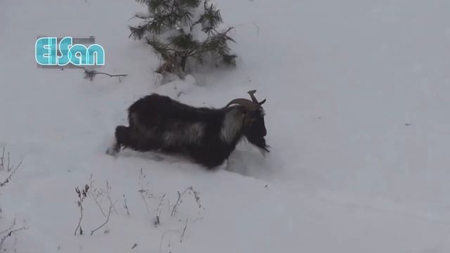 игры Амура и Тимура лучшее/Game Amur and Timur best смотреть онлайн