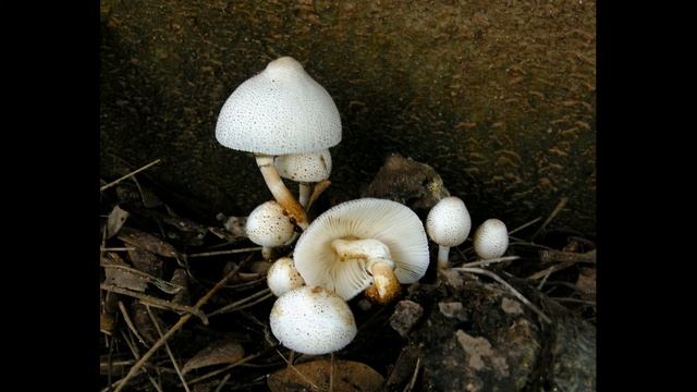 Leucocoprinus cepistipes смотреть онлайн