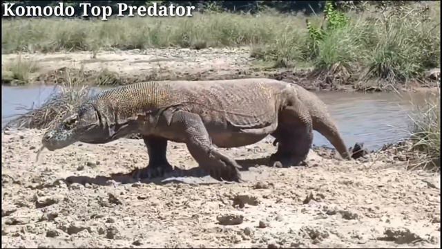 Komodo Dragon is Targeting a big Buffalo | epic moments Komodo vs Buffalo смотреть онлайн
