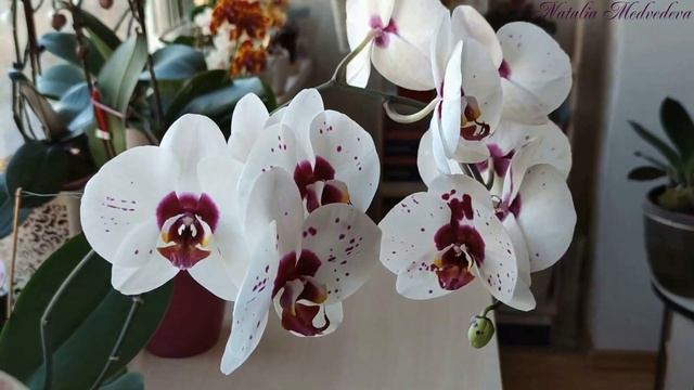 ПИКАССО Фаленопсис Phal. PICASSO/ IRON MEN. Цветение на 12 цветов d 18 см + характеристика сорта! смотреть онлайн