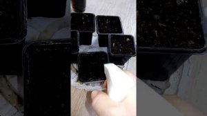 Посадка без пакитирования перец сладкий Богатырь, с обеззараживаем грунта