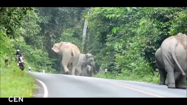 Почему не стоит обгонять слонов на мотоцикле смотреть онлайн