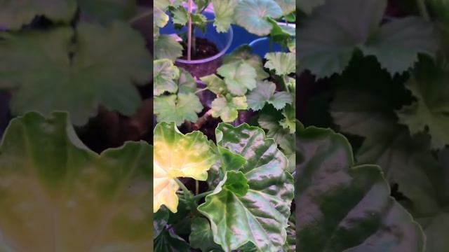 Болезни пеларгонии. Магниевый хлороз. смотреть онлайн