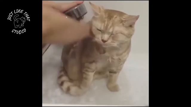 Кот ныряет в ванну. Коты не боятся воды. Как моются котики. Как помыть кота смотреть онлайн
