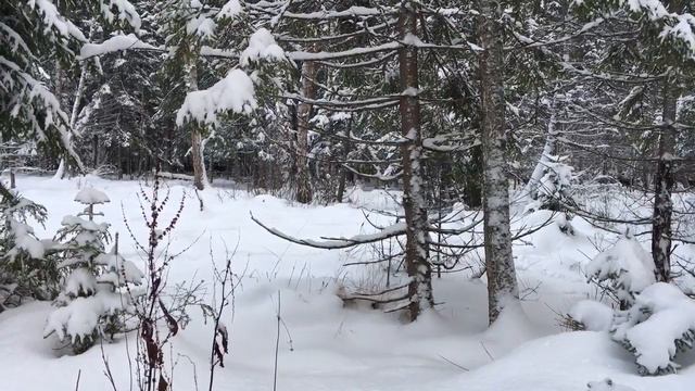 Природа как она есть смотреть онлайн