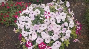 МИКСЫ Петунии! Самые Удачные и Не удачные в этом году!