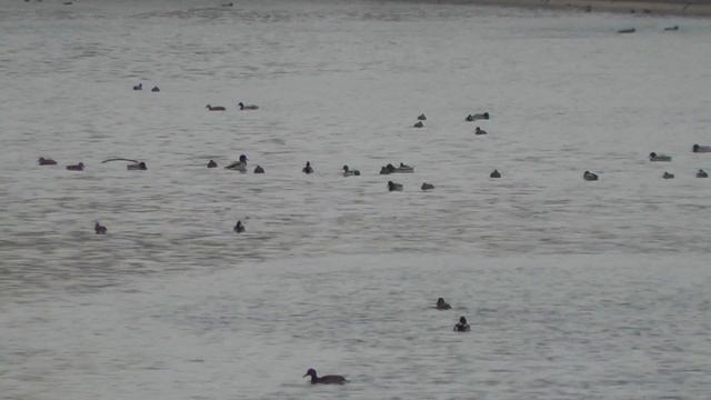 У уток начался брачный период смотреть онлайн