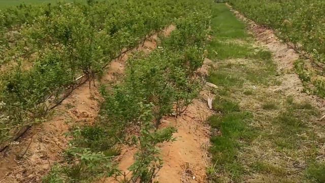 Г О Л У Б И К А 29.05.2022. смотреть онлайн