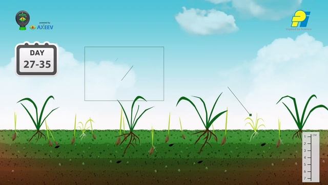 ?गेहूं में गुल्ली डंडा, मंडूसी के लिए टॉप के खरपतवार नाशक?#viralvideo