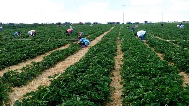 Как собирают клубнику в Германии. Жизнь в Германии / How to collect strawberries in Germany. смотреть онлайн