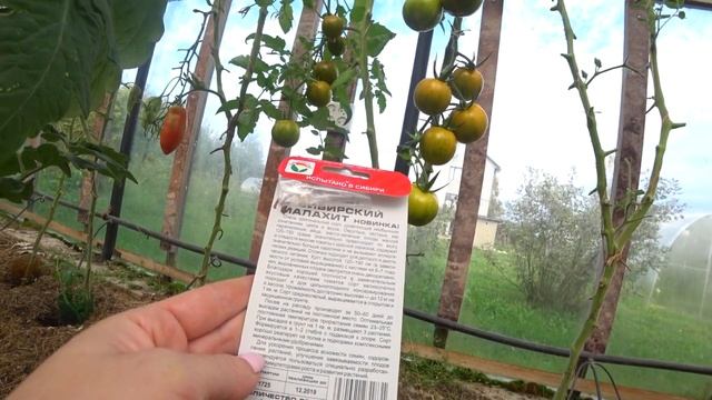 Томаты сорта: Римская свеча и Сибирский малахит. смотреть онлайн