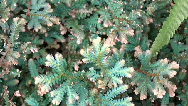 Selaginella uncinata (Desv. ex Poir.) Spring смотреть онлайн