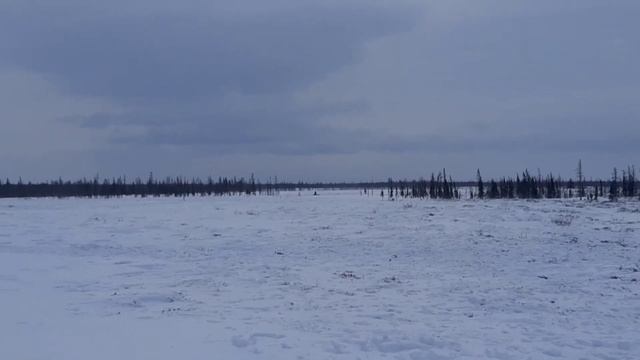 Перегон стада на пастбище смотреть онлайн