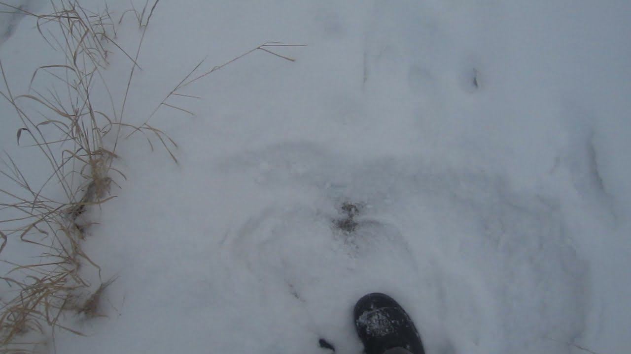 Спустился К ИРТЫШУ. РЕКА ПОДНЯЛАСЬ!!! смотреть онлайн