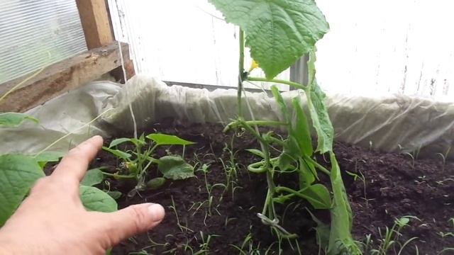 ОТЩИПЫВАТЬ ЛИ ПЕРВЫЕ ЗАВЯЗИ НА ОГУРЦАХ? Ольга Чернова. смотреть онлайн