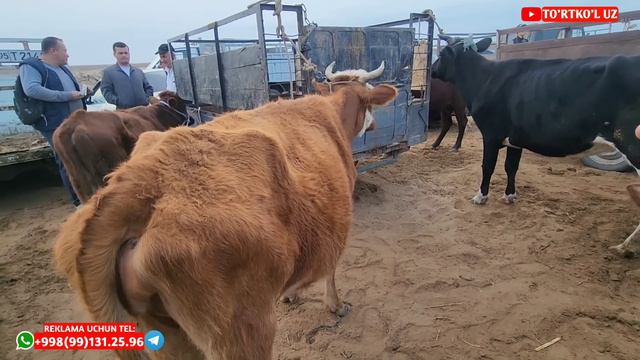 5 октября 2023 г. ЭЛЛИККАЛЬА БУСТОН МОЛ БОЗОРИ смотреть онлайн