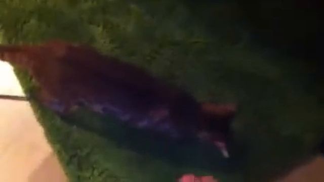 Бенгальский кот приносит игрушку