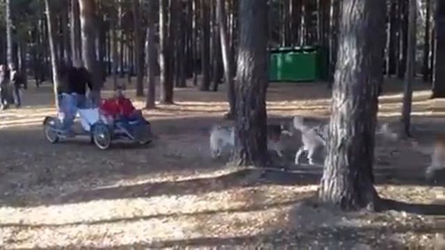 Тюмень: катание на собаках смотреть онлайн