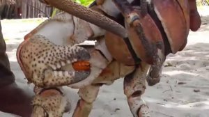 Кокосовый краб