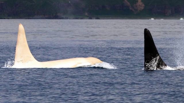 Белые косатки были замечены у берегов Японии ? смотреть онлайн