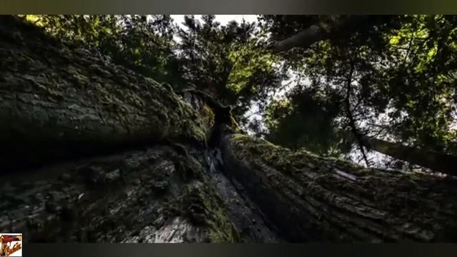 Звери.? смотреть онлайн