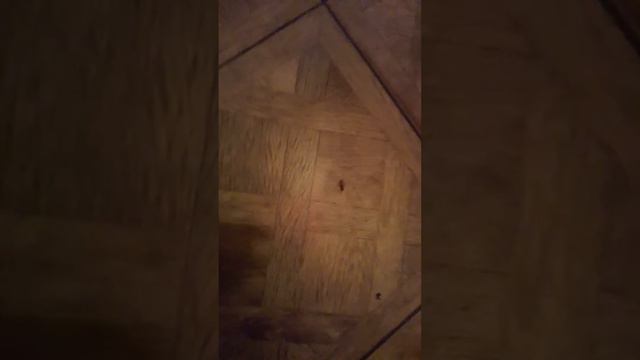 Таракан на тансполе 7 поликленика АСТАНА Кафе Fiesta смотреть онлайн