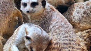 Сурикаты интересные факты / Звуки сурикатов / Meerkat sound, meerkat animal sound