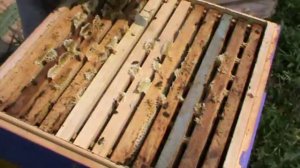 Прокачка пчелиной семьи. Сибирь. Пасека Старчевских