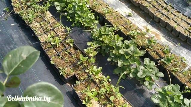Как отличить мужские кусты клубники от женских_ Belklubnika.by.mp4 смотреть онлайн