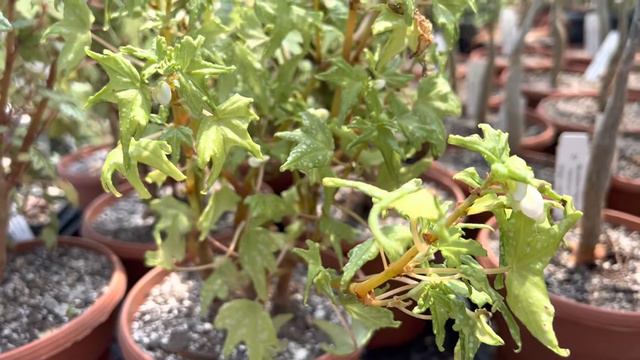 Begonia Dregei 👍😍🌿🌱💐