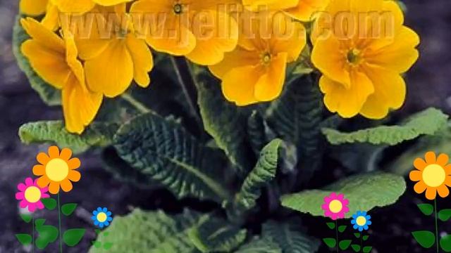 Примула высокая (Golden). Краткий обзор: Примула высокая описание характеристик, где купить рассада смотреть онлайн