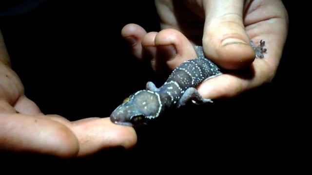 Находка африканского геккона Hemidactylus fasciatus смотреть онлайн
