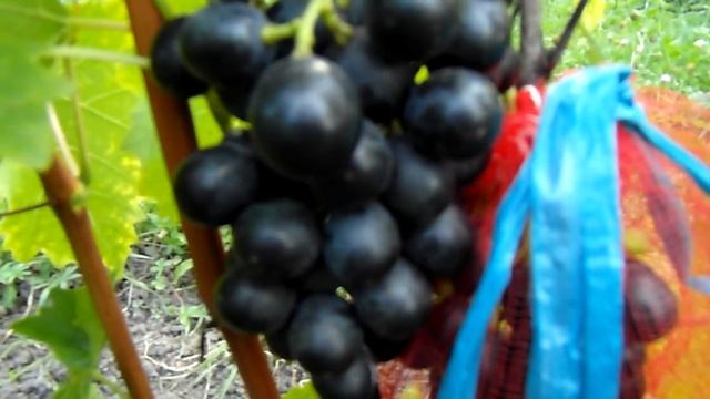 Мускат Блау (Muscat Blau Grapes)
